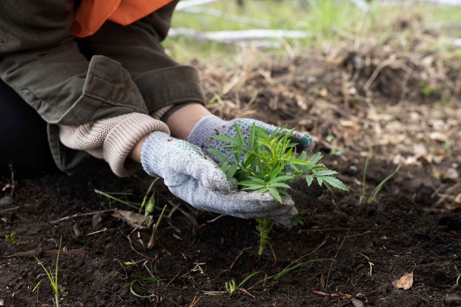 Best Tree Stump Removal  in Lely, FL